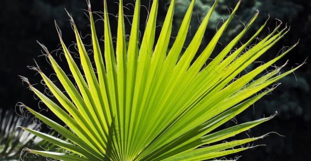 28184-582590-2-chamaerops-humilis