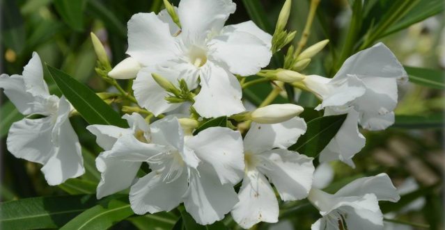 nerium-oleander-oleander-rosenlorbeer-weiss