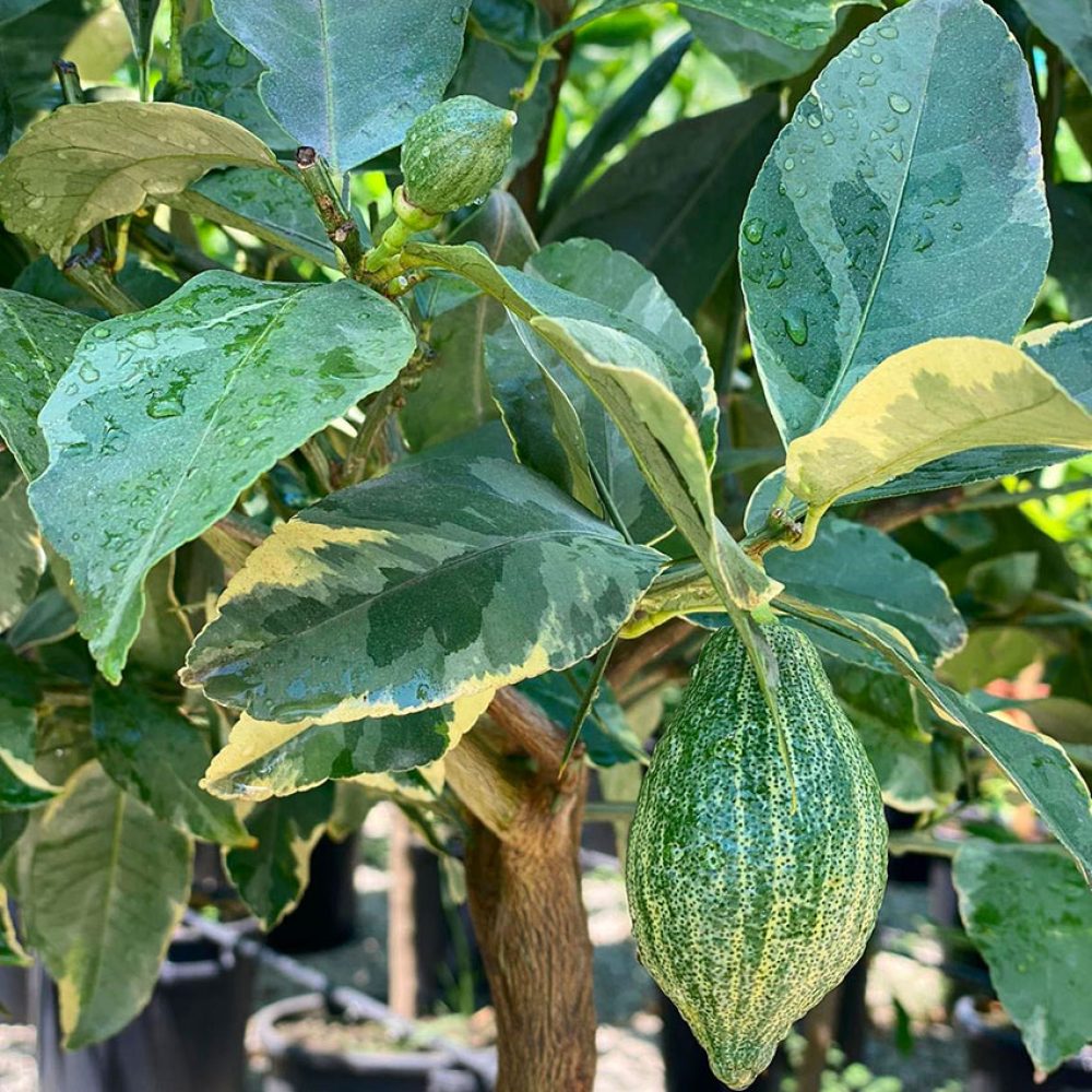 variegated_lemon_plod