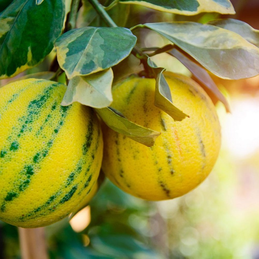 variegated_orange variegated_orange